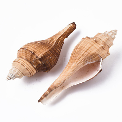 Natural Conch Shell Beads SSHEL-T015-03-1