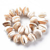 Natural Shell Beads Strands SSHEL-N034-100-2