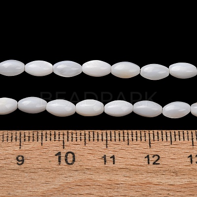 Natural Freshwater Shell Beads Strands SH-CBA2978-11-1