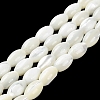 Natural Trochus Shell Beads Strands BSHE-E030-02B-2