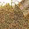 TOHO Round Seed Beads SEED-JPTR15-0712-1