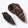 Natural Spiral Shell Beads SSHEL-S258-92-3