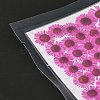 Centaurea Iberica Embossing Dried Flower DIY-K032-65E-4