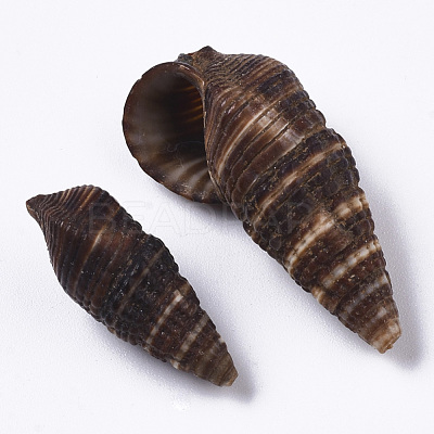 Natural Spiral Shell Beads SSHEL-S258-92-1