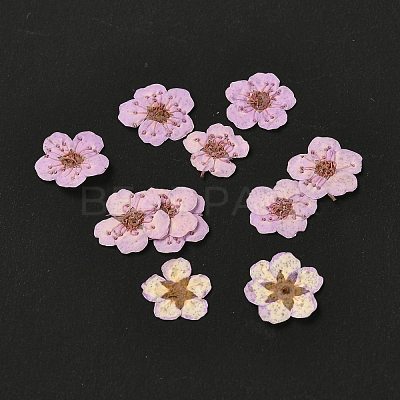 Narcissus Embossing Dried Flowers DIY-K032-60K-1