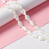 Natural Trochid Shell/Trochus Shell Beads SSHEL-O001-23B-5