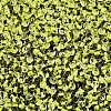 8/0 Inside Colours Transparent Glass Seed Beads SEED-T007-06C-2