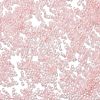 Transparent Inside Colours Glass Seed Beads X1-SEED-H003-04F-3
