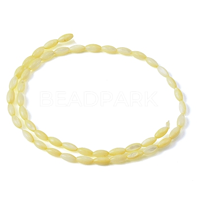 Natural Freshwater Shell Beads Strands SHEL-C010-01B-1