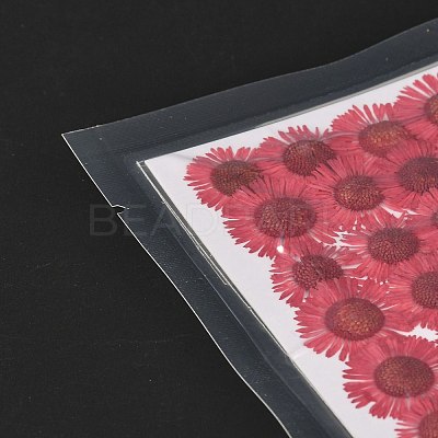 Centaurea Iberica Embossing Dried Flower DIY-K032-65K-1