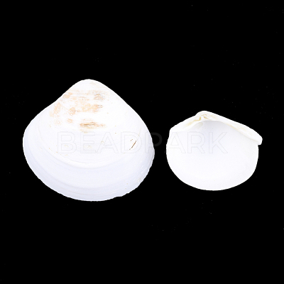 Natural Ark Shell Beads SSHEL-T005-09-1