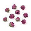 10Pcs Preserved Rose Pendants KY-TA0001-59B-3