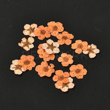 Narcissus Embossing Dried Flowers DIY-K032-60I-1