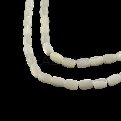 Barrel Natural Trochid Shell/Trochus Shell Beads Strands SSHEL-F290-25-1
