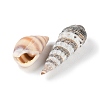 Natural Conch Shell BSHE-Z003-43-4