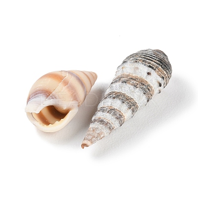 Natural Conch Shell BSHE-Z003-43-1