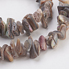 Natural Shell Beads Strands G-E457-02-3