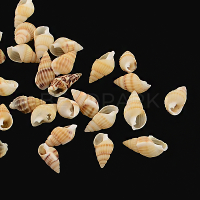 Natural Spiral Shell Beads SSHEL-R036-15-1